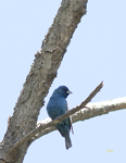 Indigo Bunting 9956